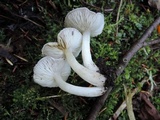 Tricholoma scalpturatum image