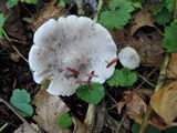 Tricholoma scalpturatum image