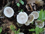 Tricholoma scalpturatum image