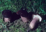 Xanthoconium purpureum image