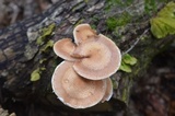 Armillaria solidipes image