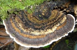 Coriolopsis caperata image
