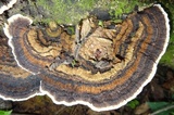 Coriolopsis caperata image