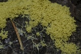 Fuligo septica image