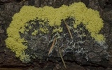 Fuligo septica image