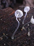 Mycena adscendens image
