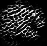 Lenzites elegans image