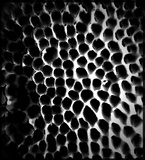 Trametes lactinea image