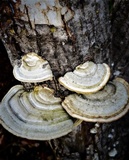 Trametes hirsuta image
