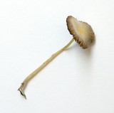 Bolbitius vitellinus image