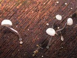 Mycena adscendens image