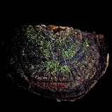 Phellinus robiniae image