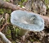 Russula redolens image