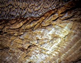 Ganoderma polychromum image