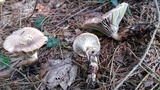 Gomphidius smithii image
