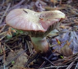 Gomphidius smithii image