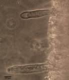 Gomphidius smithii image