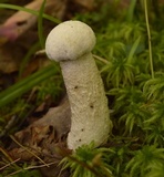 Leccinum holopus image