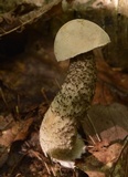 Leccinum holopus image