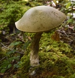 Leccinum holopus image