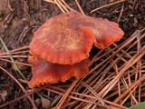 Laccaria fraterna image