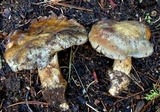 Cortinarius subfoetens image