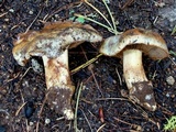 Cortinarius subfoetens image