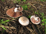 Agaricus bisporus image