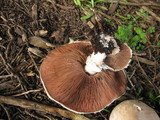 Agaricus bisporus image