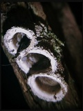 Nidula candida image