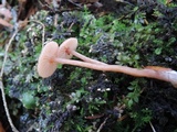 Laccaria longipes image