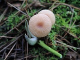 Laccaria longipes image