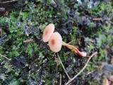 Laccaria longipes image