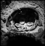 Nidula candida image