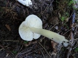 Tricholoma scalpturatum image
