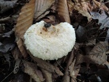 Lactarius scrobiculatus var. pubescens image
