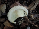 Lactarius scrobiculatus var. pubescens image