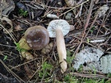 Lactarius mucidus image