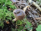 Lactarius mucidus image