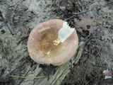 Russula maculata image