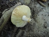 Russula maculata image