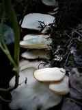 Pleurotus pulmonarius image