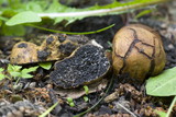 Melanogaster broomeanus image
