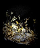 Isaria tenuipes image