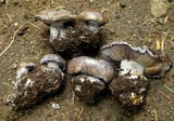 Cortinarius calyptratus image