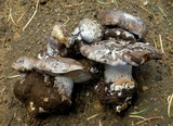 Cortinarius calyptratus image