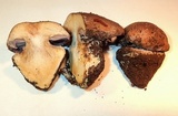 Cortinarius calyptratus image