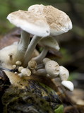 Asterophora lycoperdoides image