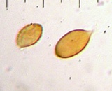 Cortinarius calyptratus image