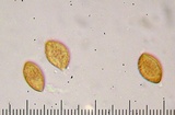 Cortinarius calyptratus image